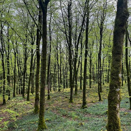 Mullaghmeen Forest Mullingar Eksteriør bilde
