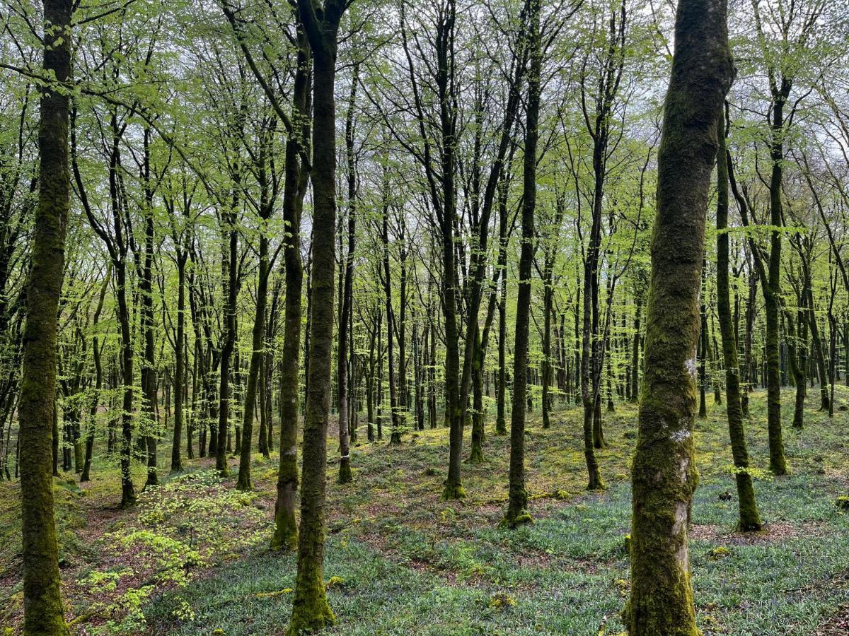 Mullaghmeen Forest Mullingar Eksteriør bilde